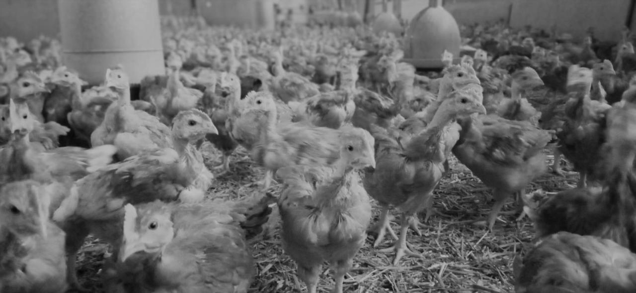 ホテル Au Nid Douillet De La Ferme Chauvet Chantenay-Villedieu エクステリア 写真